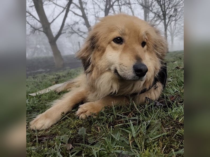 Nemo ein sehr trauriger Engel