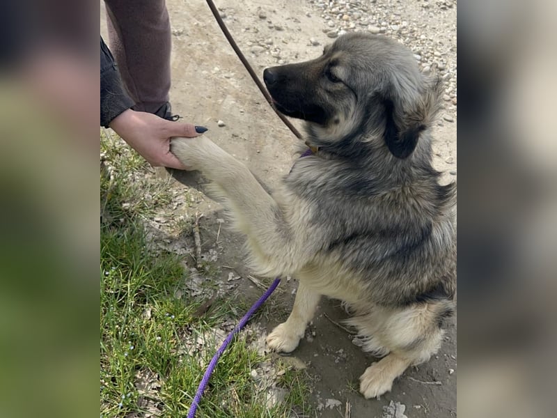 Ryker - ein Traumwesen