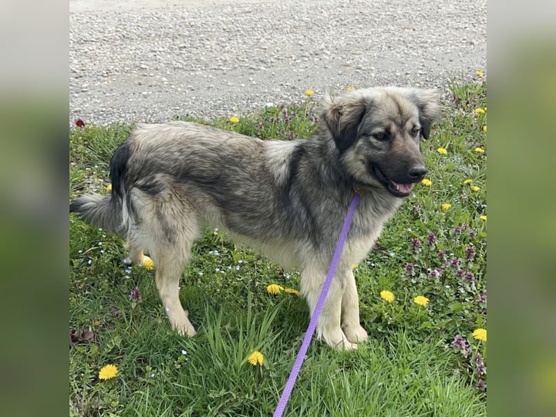 Ryker - ein Traumwesen