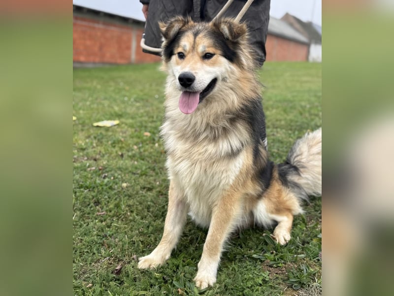 Boki ein wundervoller freundlicher Schatz