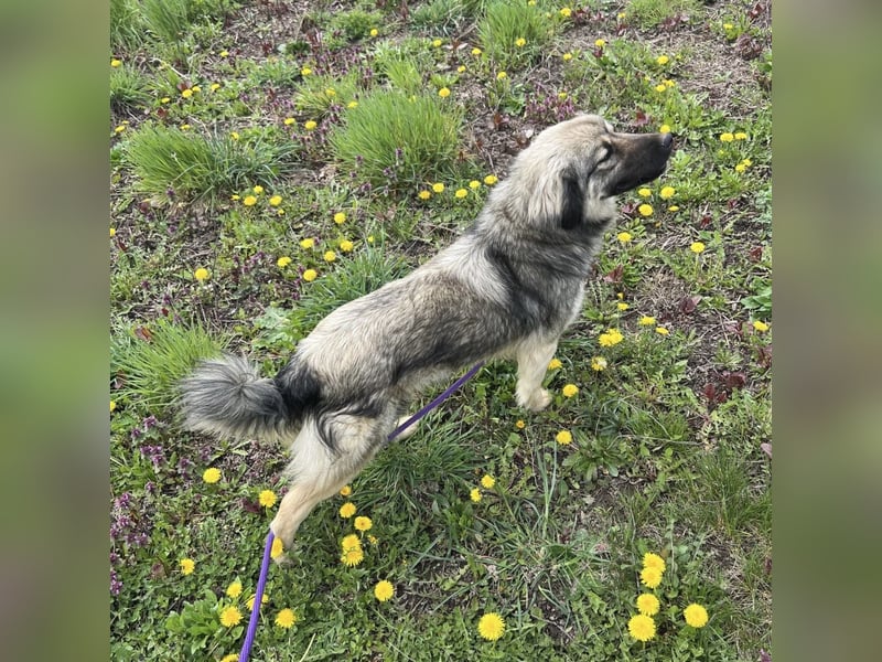 Ryker - ein Traumwesen