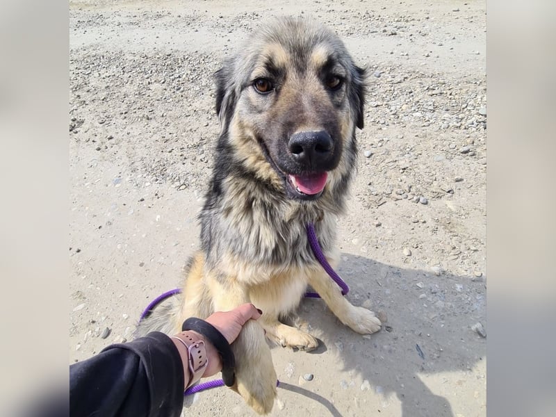 Ryker - ein Traumwesen