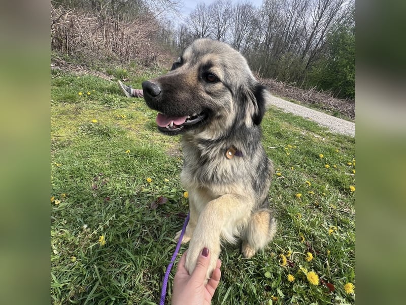 Ryker - ein Traumwesen