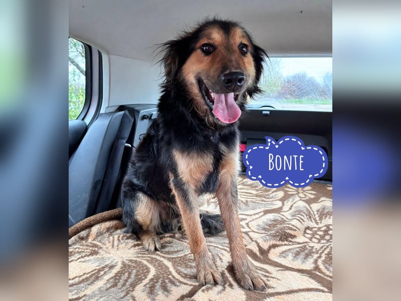 Bonze ein absoluter Schatz