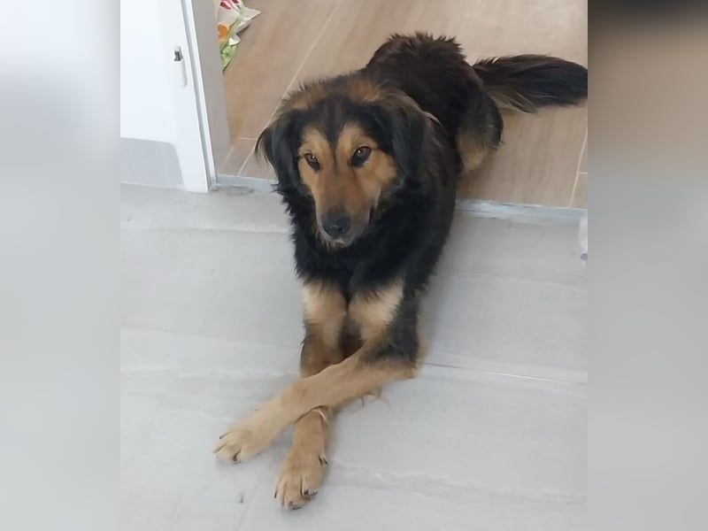 Bonze ein absoluter Schatz