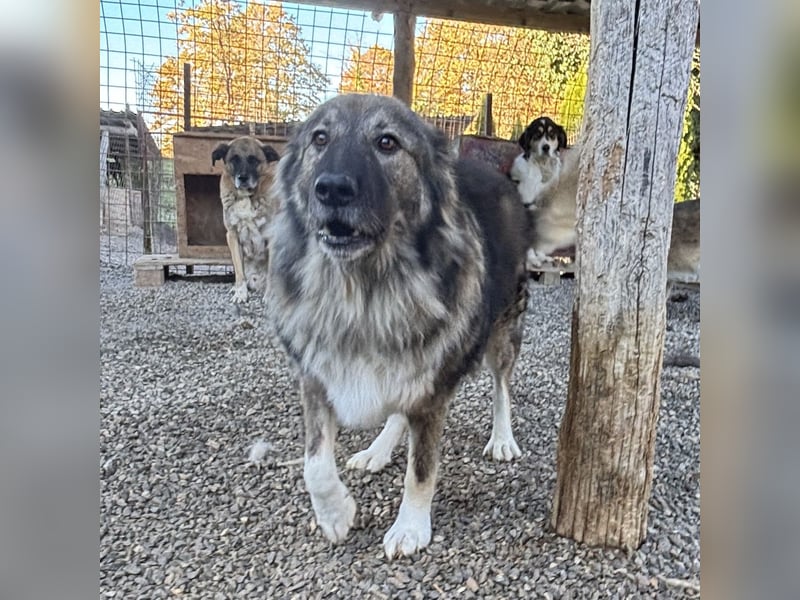Daisy eine unglaublich liebe Seele