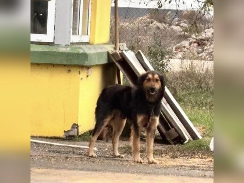 Bonze ein absoluter Schatz