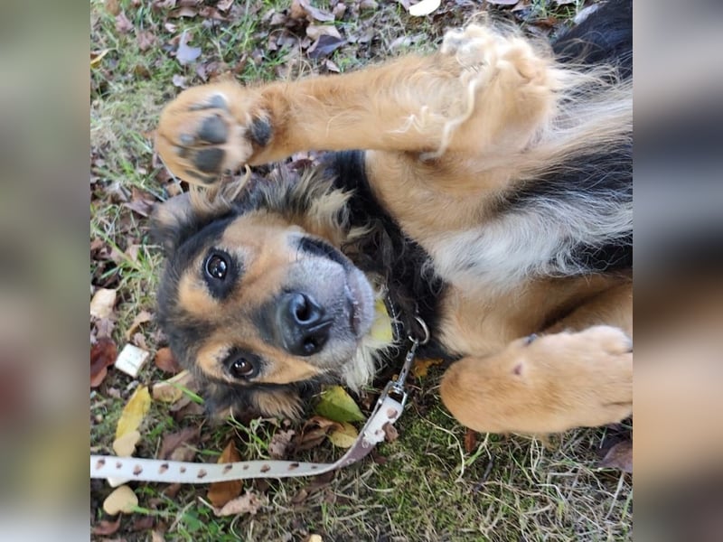 Kovu ein wundervoller Rüde