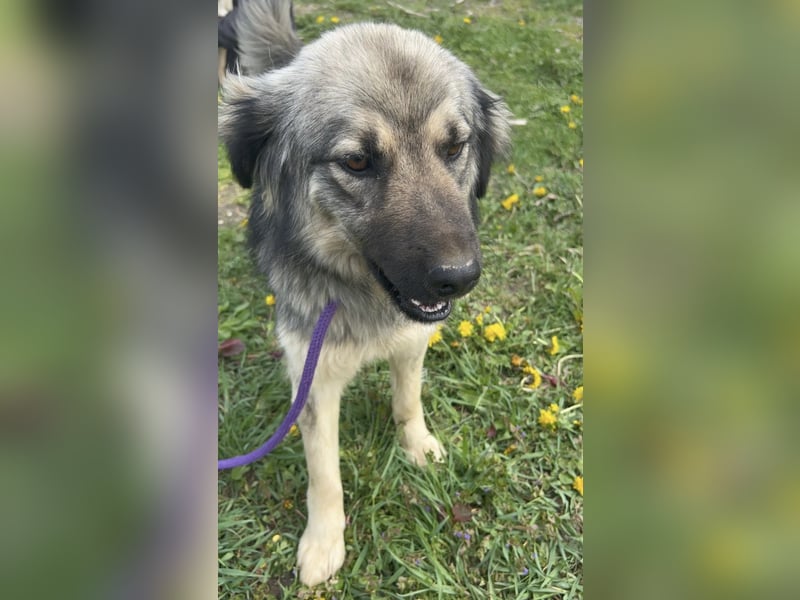 Ryker - ein Traumwesen