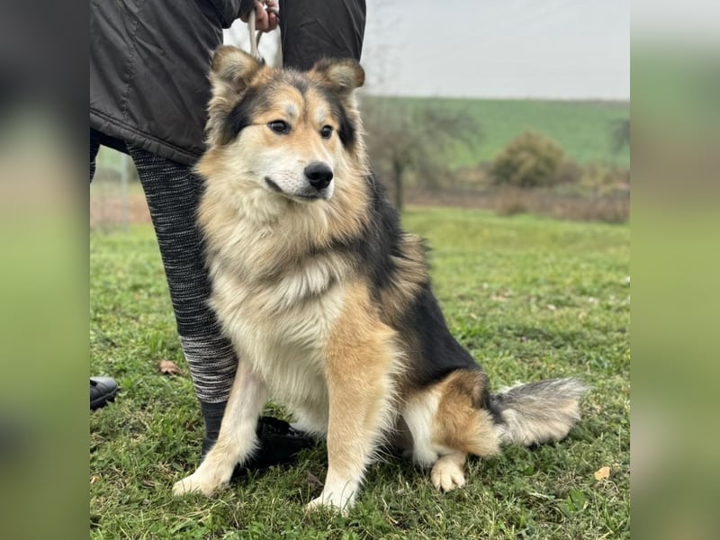 Boki ein wundervoller freundlicher Schatz