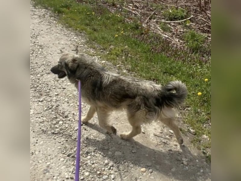 Ryker - ein Traumwesen