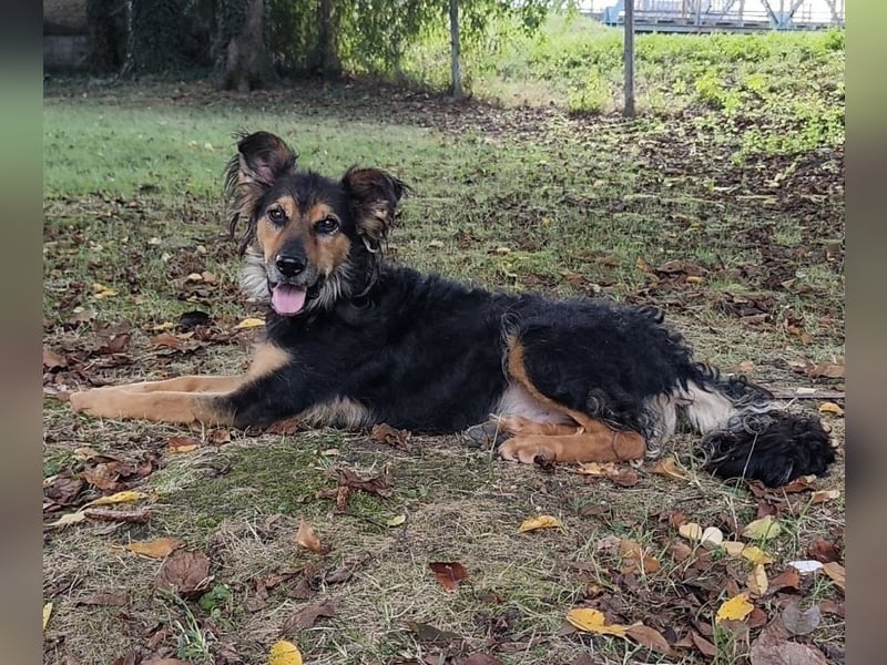 Kovu ein wundervoller Rüde
