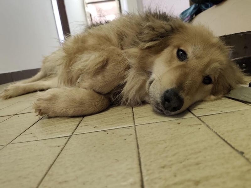 Nemo ein sehr trauriger Engel