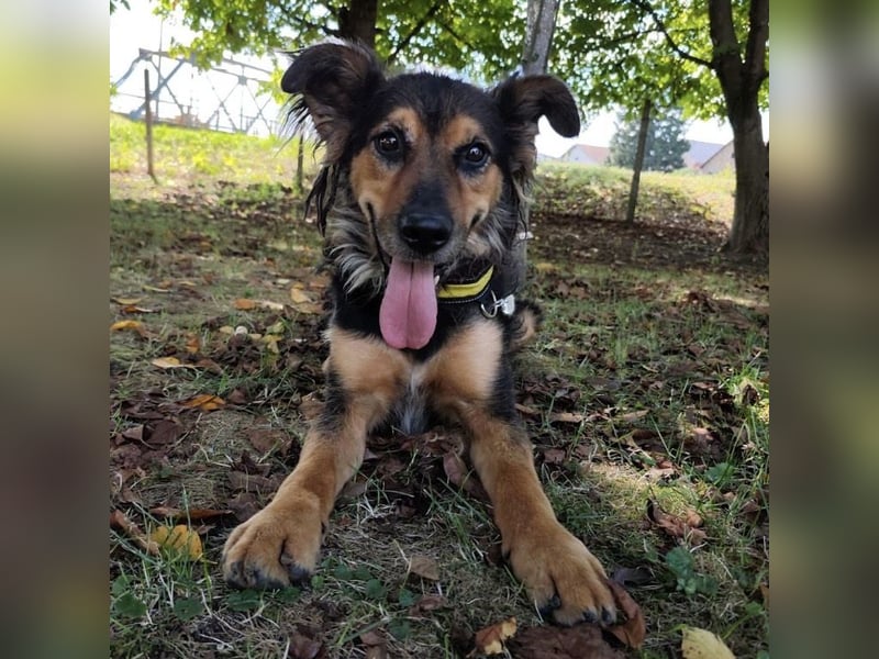 Kovu ein wundervoller Rüde