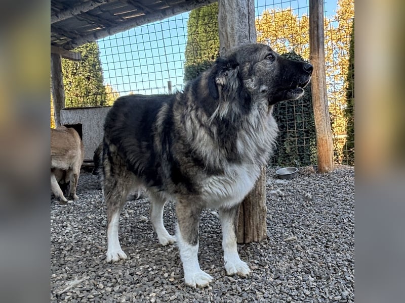 Daisy eine unglaublich liebe Seele