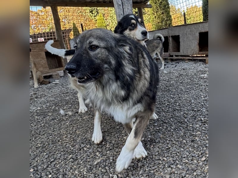 Daisy eine unglaublich liebe Seele
