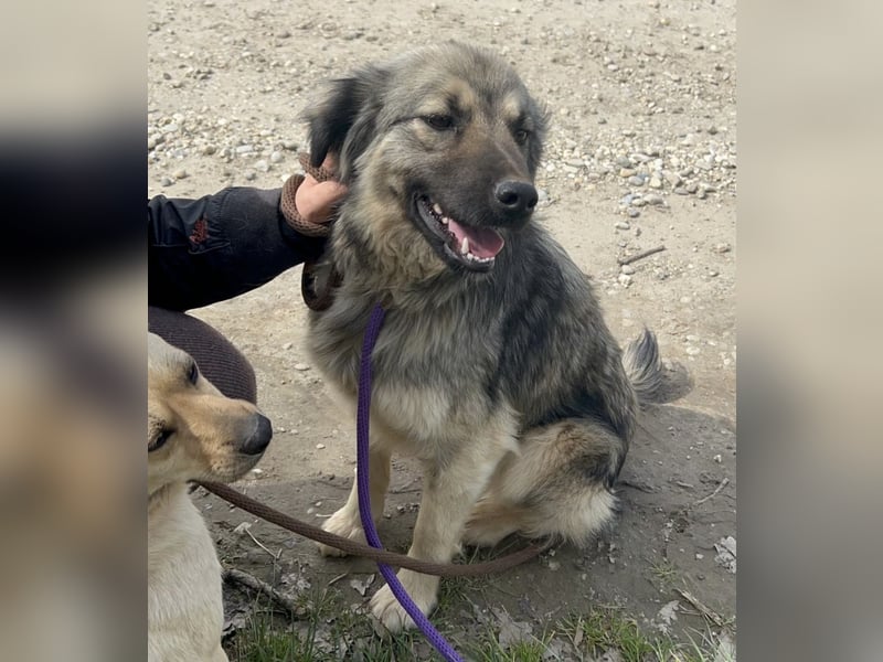 Ryker - ein Traumwesen