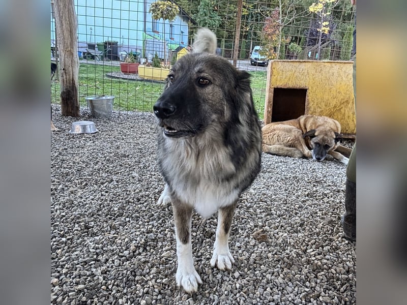 Daisy eine unglaublich liebe Seele