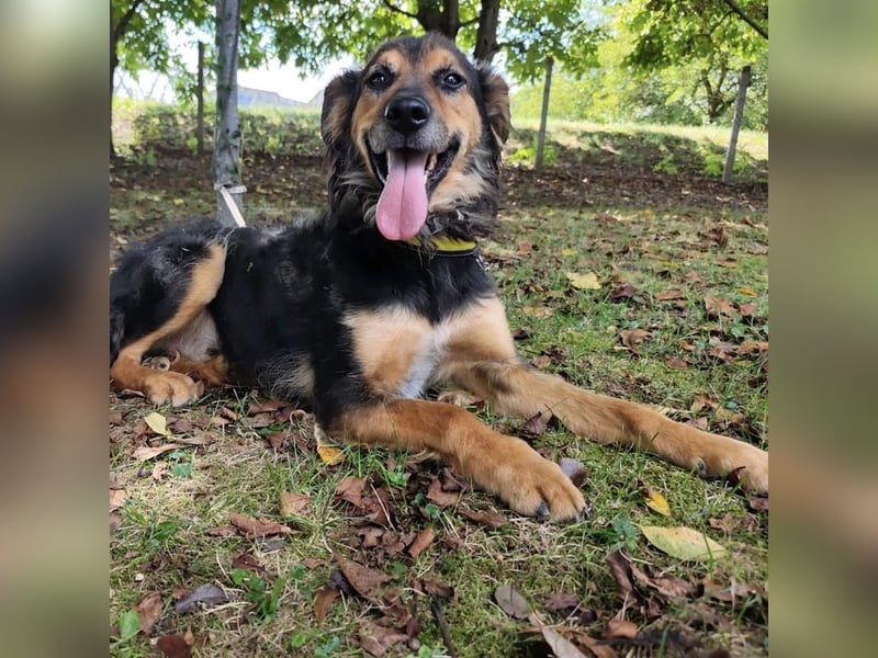 Kovu ein wundervoller Rüde