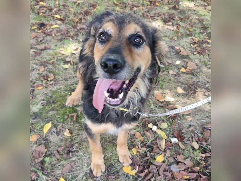 Kovu ein wundervoller Rüde