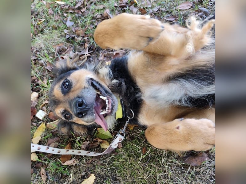Kovu ein wundervoller Rüde