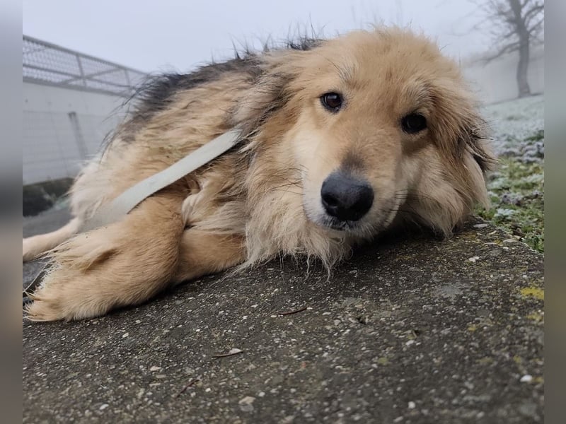 Nemo ein sehr trauriger Engel