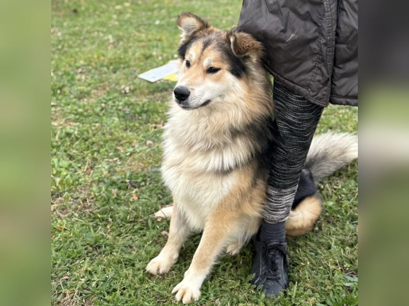 Boki ein wundervoller freundlicher Schatz