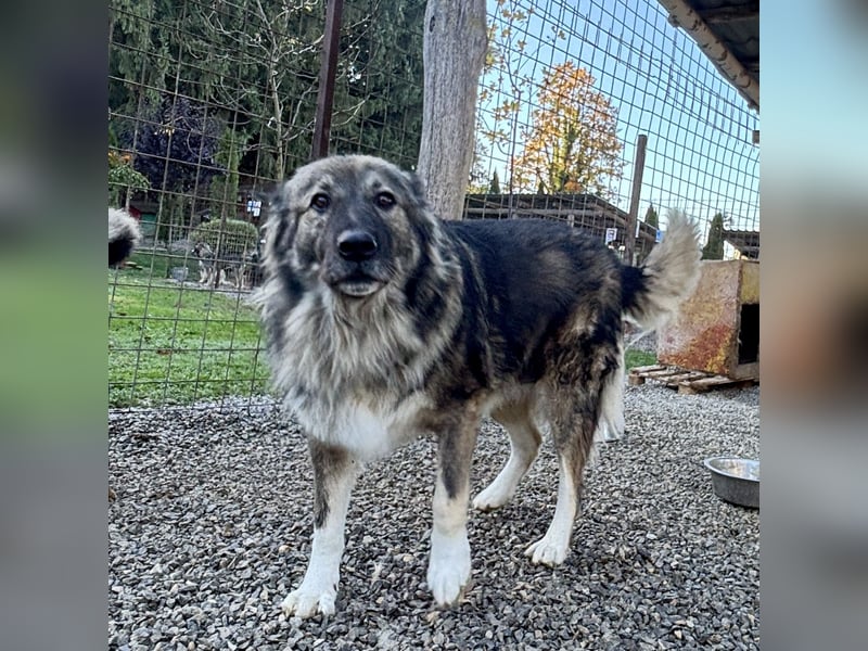 Daisy eine unglaublich liebe Seele