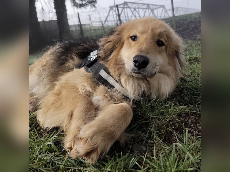 Nemo ein sehr trauriger Engel