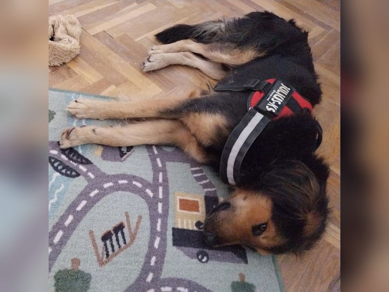 Bonze ein absoluter Schatz