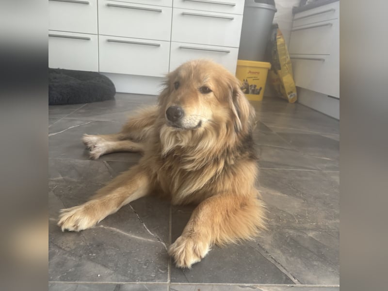 Nemo braucht ein liebevolles Zuhause