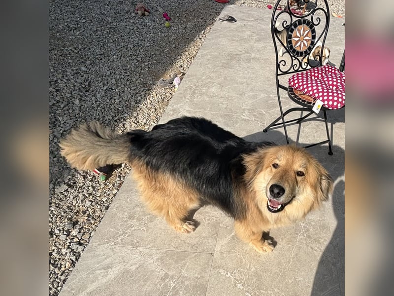 Nemo braucht ein liebevolles Zuhause