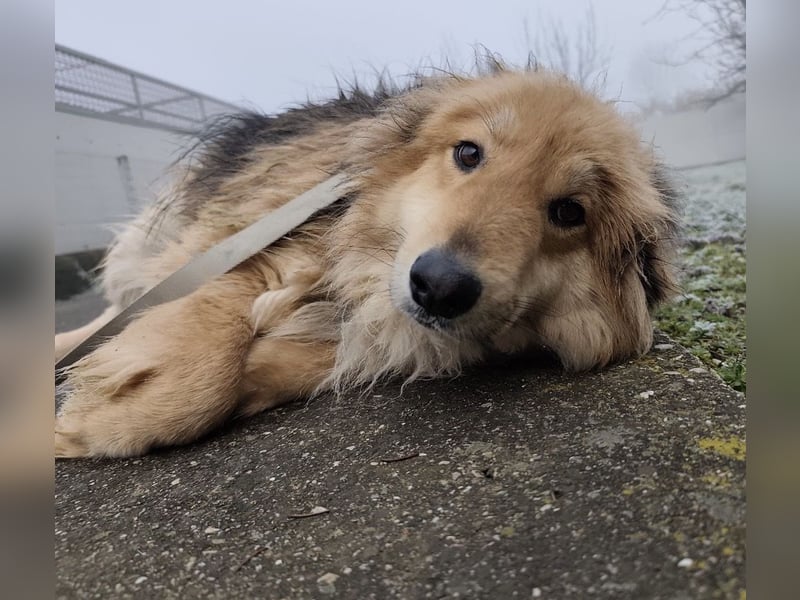 Nemo ein sehr trauriger Engel