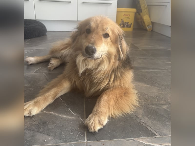 Nemo braucht ein liebevolles Zuhause