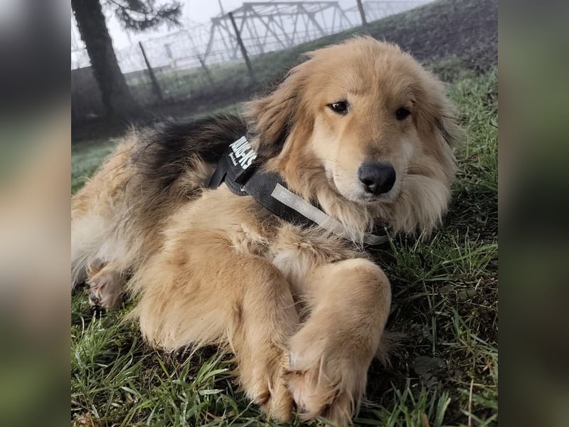 Nemo ein sehr trauriger Engel