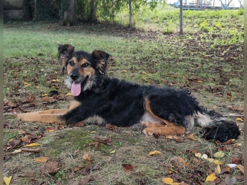 Kovu ein wundervoller Rüde