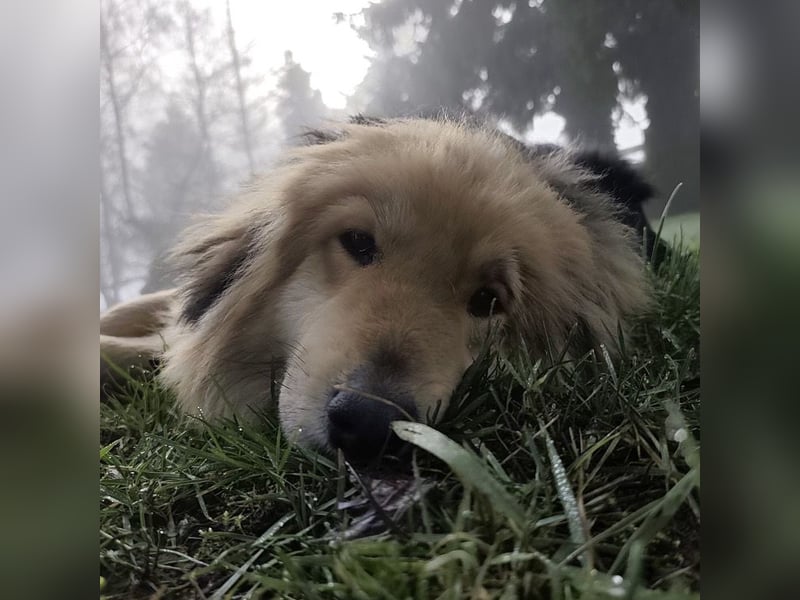 Nemo ein sehr trauriger Engel