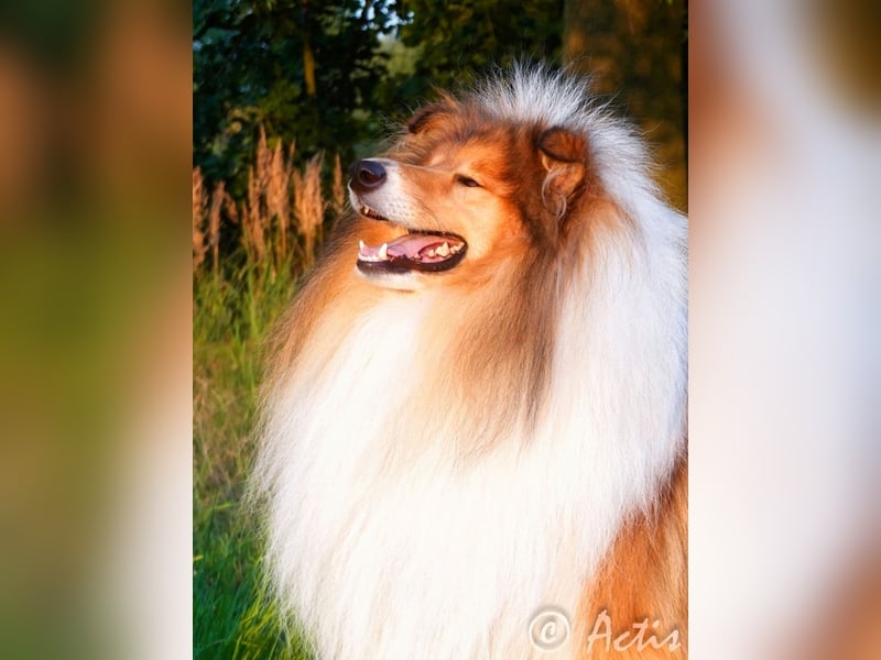 Superlieb Collie Rüde Welpe