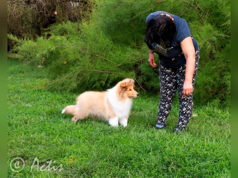 Superlieb Collie Rüde Welpe