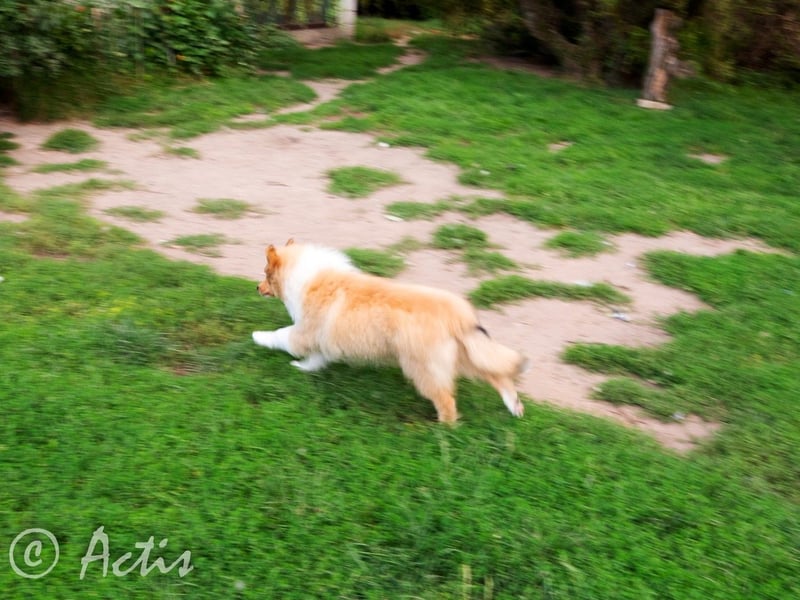 Superlieb Collie Rüde Welpe