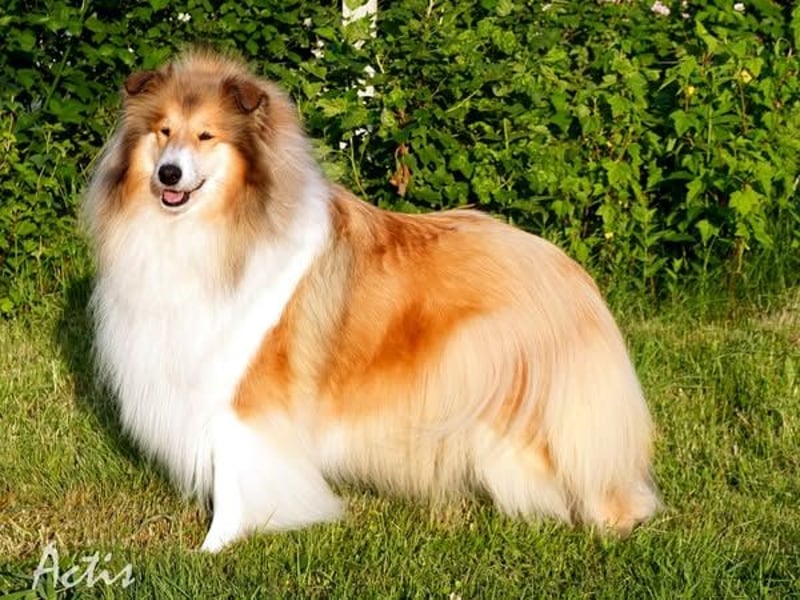 Superlieb Collie Rüde Welpe