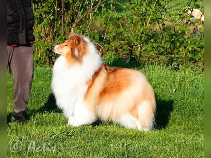 Superlieb Collie Rüde Welpe