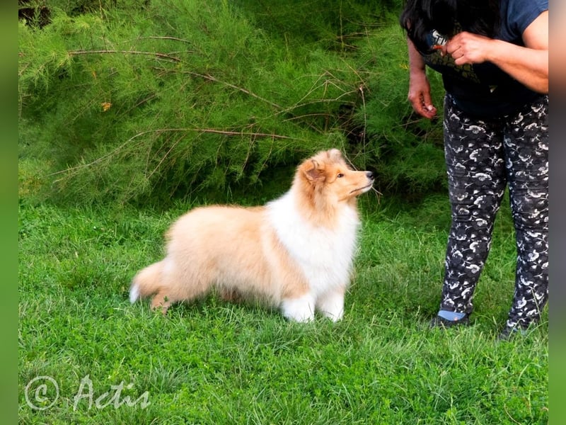 Superlieb Collie Rüde Welpe