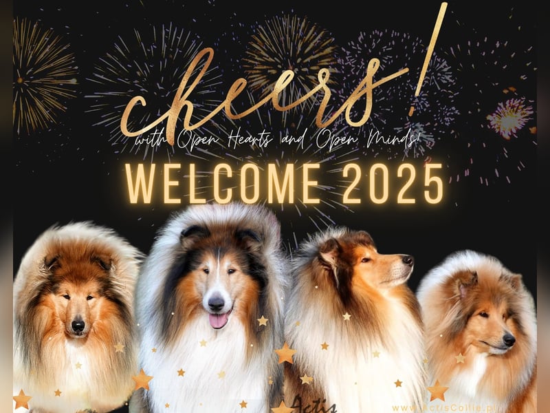 Superlieb Collie Rüde Welpe