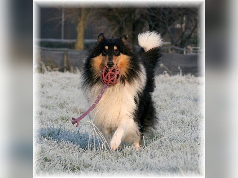 amerikanischer Colliewelpe tricolour und sable RÜDEN
