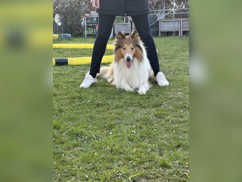 Liebevoller Collie sucht ein neues zu Hause