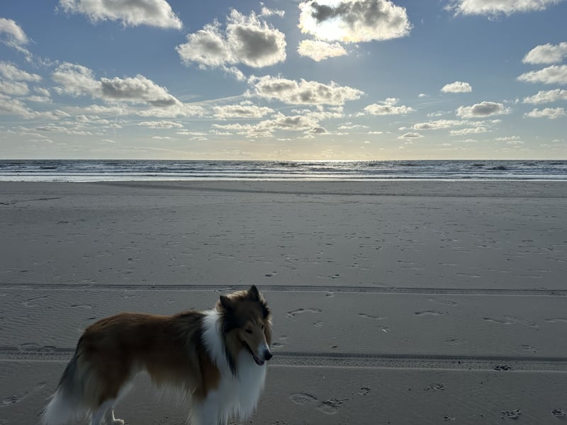 Liebevoller Collie sucht ein neues zu Hause