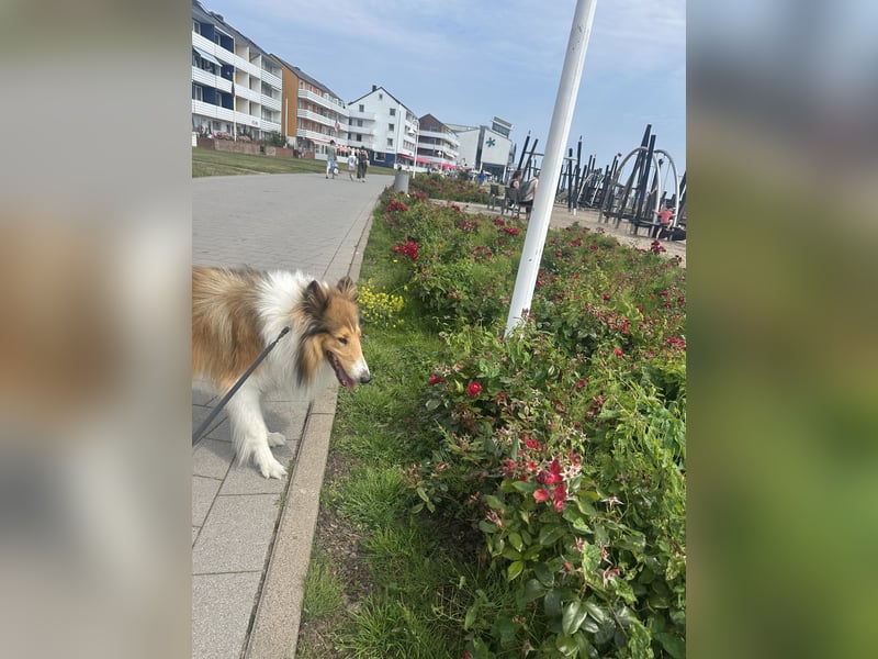 Liebevoller Collie sucht ein neues zu Hause