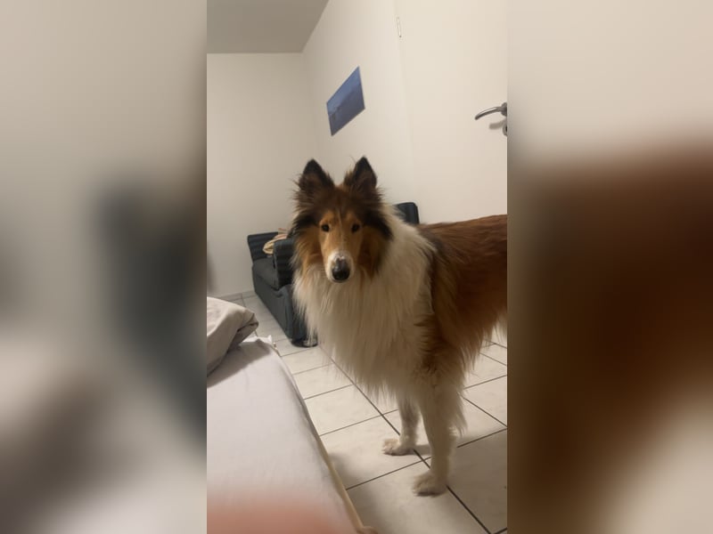 Liebevoller Collie sucht ein neues zu Hause