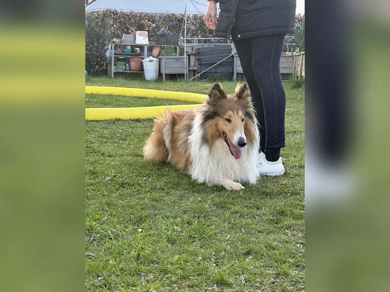 Liebevoller Collie sucht ein neues zu Hause